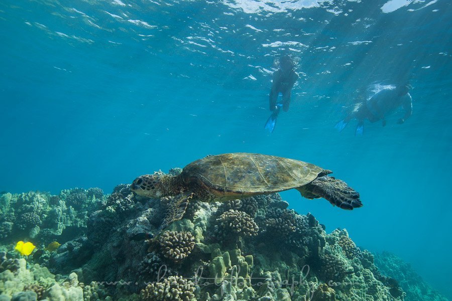 Two Snorklers swimming near a turtle