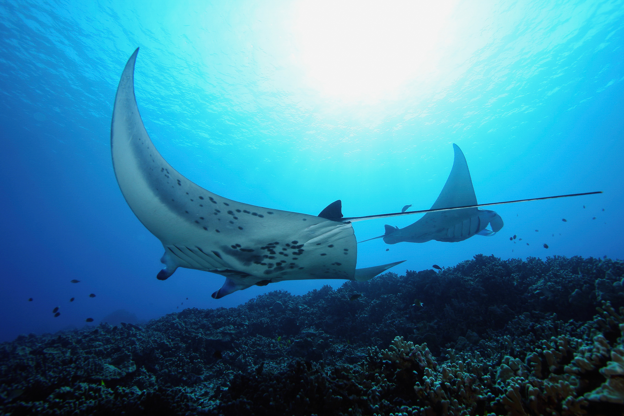 a large fish in the water