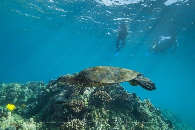a turtle swimming under water
